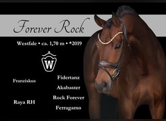 Westfaliano, Caballo castrado, 6 años, 170 cm, Castaño