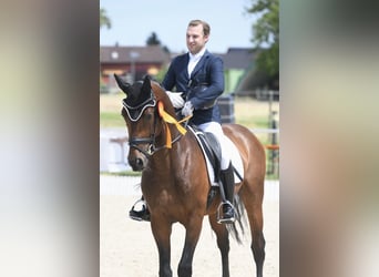 Westfaliano, Caballo castrado, 6 años, 170 cm, Castaño