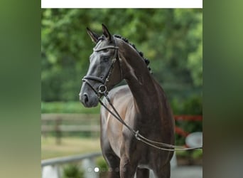 Westfaliano, Caballo castrado, 6 años, 170 cm, Negro
