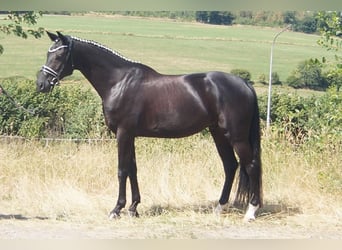 Westfaliano, Caballo castrado, 6 años, 170 cm, Negro
