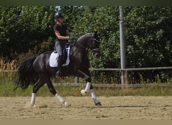 Westfaliano, Caballo castrado, 6 años, 170 cm, Negro