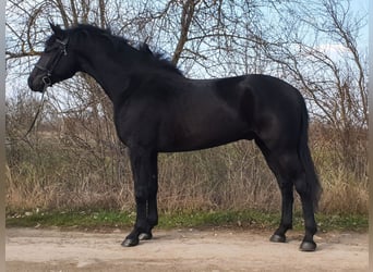 Westfaliano Mestizo, Caballo castrado, 6 años, 171 cm, Negro