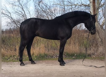 Westfaliano Mestizo, Caballo castrado, 6 años, 171 cm, Negro