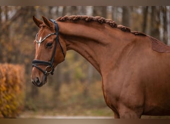 Westfaliano, Caballo castrado, 6 años, 172 cm, Alazán