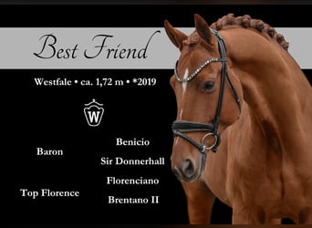Westfaliano, Caballo castrado, 6 años, 172 cm, Alazán