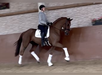 Westfaliano, Caballo castrado, 6 años, 172 cm, Alazán