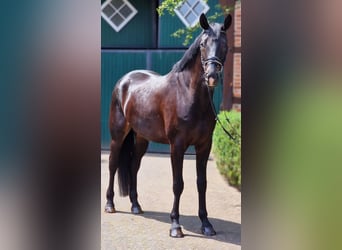 Westfaliano, Caballo castrado, 6 años, 172 cm, Morcillo