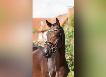 Westfaliano, Caballo castrado, 6 años, 172 cm, Morcillo