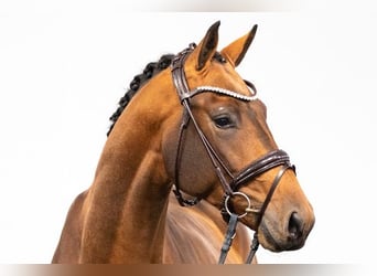 Westfaliano, Caballo castrado, 6 años, 173 cm, Castaño