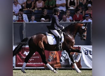 Westfaliano, Caballo castrado, 6 años, 173 cm, Castaño