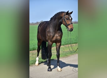 Westfaliano, Caballo castrado, 6 años, 173 cm, Castaño