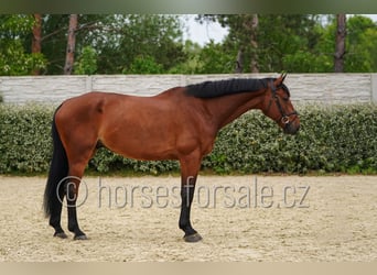 Westfaliano, Caballo castrado, 6 años, 173 cm, Castaño