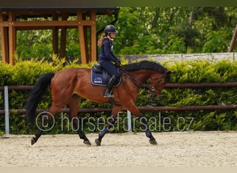 Westfaliano, Caballo castrado, 6 años, 173 cm, Castaño