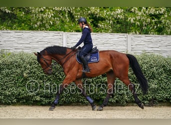 Westfaliano, Caballo castrado, 6 años, 173 cm, Castaño