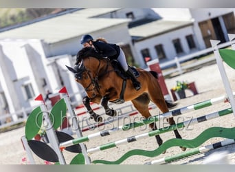Westfaliano, Caballo castrado, 6 años, 173 cm, Castaño