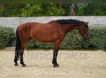 Westfaliano, Caballo castrado, 6 años, 173 cm, Castaño