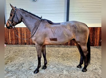 Westfaliano, Caballo castrado, 6 años, 173 cm, Castaño oscuro