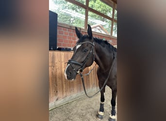 Westfaliano, Caballo castrado, 6 años, 173 cm, Morcillo