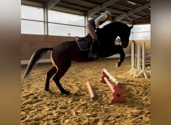 Westfaliano, Caballo castrado, 6 años, 174 cm, Castaño