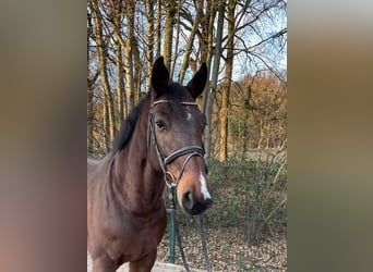 Westfaliano, Caballo castrado, 6 años, 174 cm, Castaño