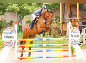 Westfaliano, Caballo castrado, 6 años, 174 cm, Castaño