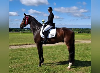 Westfaliano, Caballo castrado, 6 años, 174 cm, Castaño oscuro Westfaliano, Caballo castrado, 6 años, 174 cm, Castaño oscuro