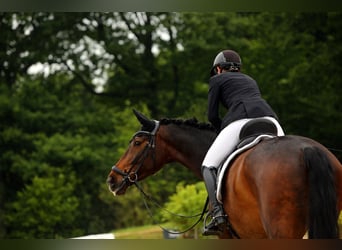Westfaliano, Caballo castrado, 6 años, 174 cm, Castaño oscuro Westfaliano, Caballo castrado, 6 años, 174 cm, Castaño oscuro