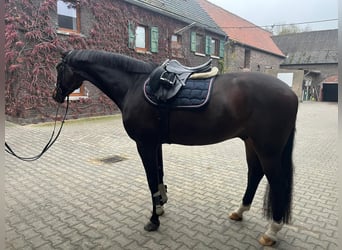 Westfaliano, Caballo castrado, 6 años, 174 cm, Castaño oscuro Westfaliano, Caballo castrado, 6 años, 174 cm, Castaño oscuro