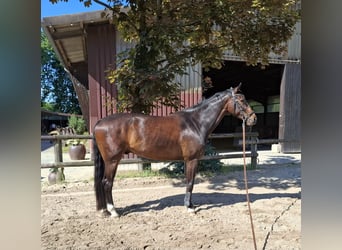 Westfaliano, Caballo castrado, 6 años, 174 cm, Castaño oscuro Westfaliano, Caballo castrado, 6 años, 174 cm, Castaño oscuro