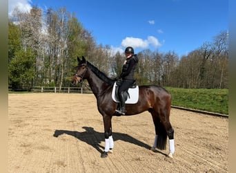 Westfaliano, Caballo castrado, 6 años, 174 cm, Castaño oscuro Westfaliano, Caballo castrado, 6 años, 174 cm, Castaño oscuro