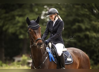 Westfaliano, Caballo castrado, 6 años, 174 cm, Castaño oscuro Westfaliano, Caballo castrado, 6 años, 174 cm, Castaño oscuro