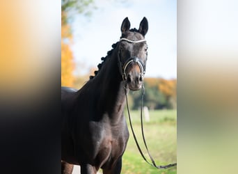 Westfaliano, Caballo castrado, 6 años, 174 cm, Castaño oscuro