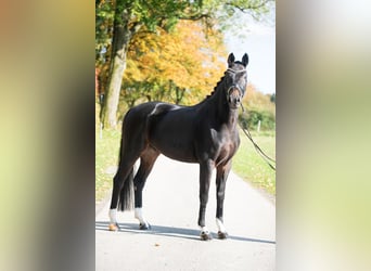 Westfaliano, Caballo castrado, 6 años, 174 cm, Castaño oscuro