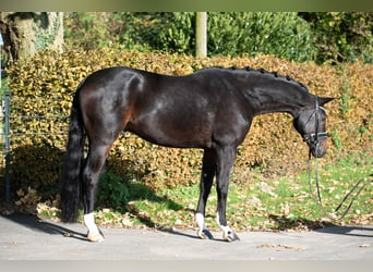 Westfaliano, Caballo castrado, 6 años, 174 cm, Castaño oscuro