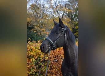 Westfaliano, Caballo castrado, 6 años, 174 cm, Negro