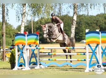 Westfaliano, Caballo castrado, 6 años, 174 cm, Tordo rodado