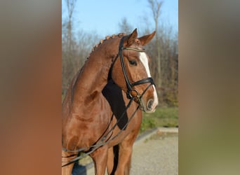 Westfaliano, Caballo castrado, 6 años, 175 cm, Alazán