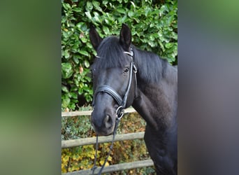 Westfaliano, Caballo castrado, 6 años, 175 cm, Negro
