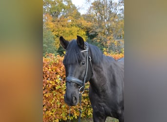 Westfaliano, Caballo castrado, 6 años, 175 cm, Negro