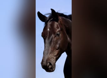 Westfaliano, Caballo castrado, 6 años, 175 cm, Negro