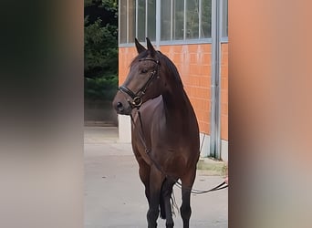 Westfaliano, Caballo castrado, 6 años, 177 cm, Morcillo