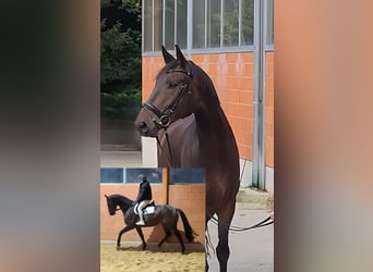 Westfaliano, Caballo castrado, 6 años, 177 cm, Morcillo