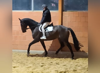 Westfaliano, Caballo castrado, 6 años, 177 cm, Morcillo