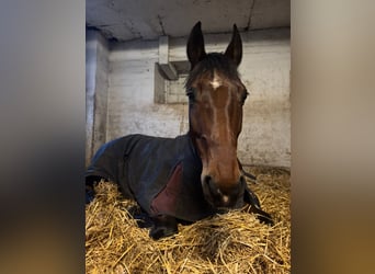 Westfaliano, Caballo castrado, 6 años, 178 cm, Castaño