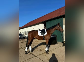 Westfaliano, Caballo castrado, 6 años, 178 cm, Castaño