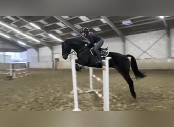 Westfaliano, Caballo castrado, 6 años, 178 cm, Morcillo