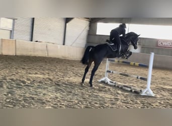 Westfaliano, Caballo castrado, 6 años, 178 cm, Morcillo