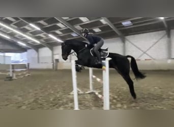 Westfaliano, Caballo castrado, 6 años, 178 cm, Morcillo