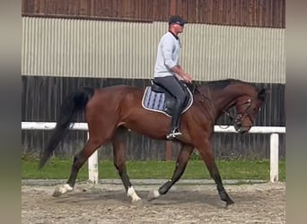 Westfaliano, Caballo castrado, 6 años, 180 cm, Castaño