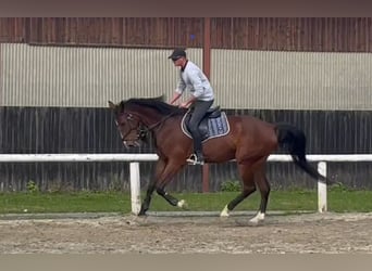 Westfaliano, Caballo castrado, 6 años, 180 cm, Castaño